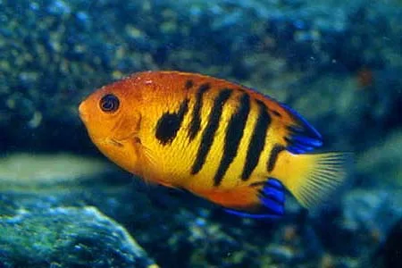 Même le poisson qui vit dans l'eau à soif.